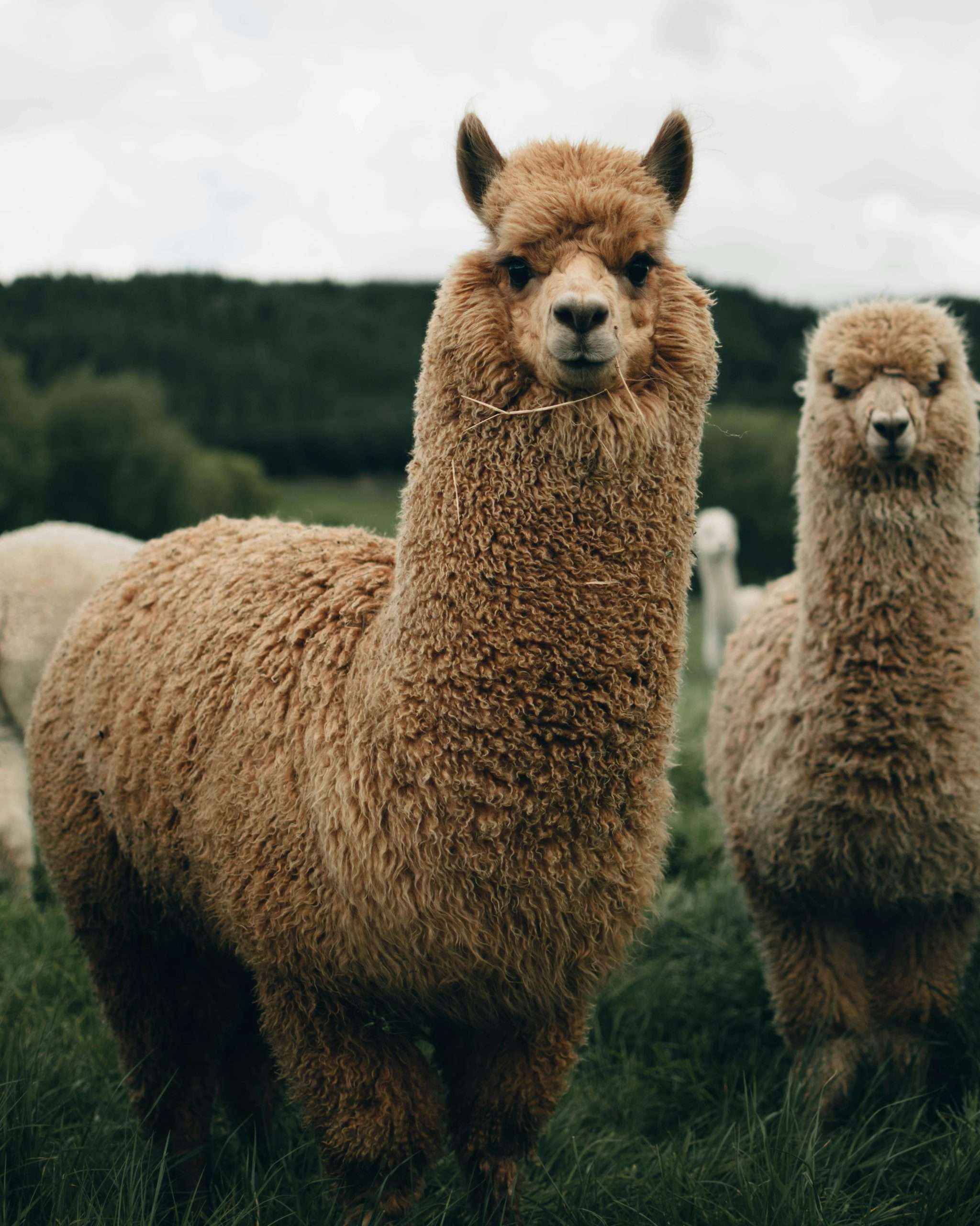 Adorable fluffy alpacas standing in a lush green field, showcasing rural New Zealand's charm.